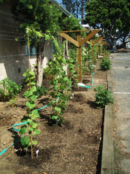 Suzana's vineyard